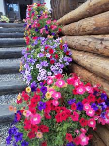 a bunch of colorful flowers in a flower pot at Casa Verde in Voronet