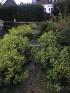 Giardino di Botanikerns hus