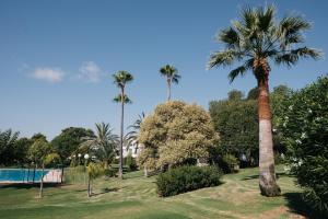 uma palmeira num parque com piscina em Apartamento luminoso cerca del mar y la montaña em Puçol