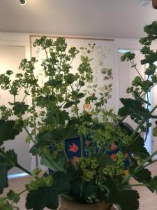 Giardino di Botanikerns hus