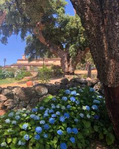 un ramo de flores azules delante de un árbol en Apartamentos Rurales La Macera ****, en Valencia de Alcántara
