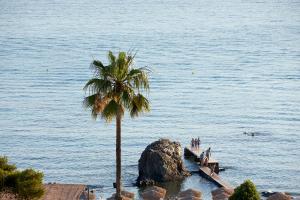 a palm tree on the beach with people on the water at Vincci EverEden in Anavyssos