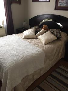 Chez dany في مونتريال: دمية دب ملقاة على سرير مع الوسائد
