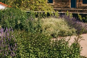 un jardin avec des plantes violettes et des fleurs violettes dans l'établissement Ventozelo Hotel & Quinta, à Ervedosa do Douro