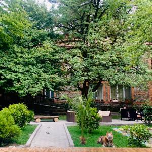 拉戈代希的住宿－Wald Hotel Lagodekhi，坐在房子前面的草地上的狗