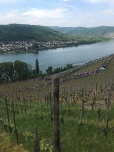 a bunch of people in a vineyard next to a river at Rheinhotel Wagner in Kamp-Bornhofen