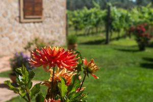 Zahrada ubytování B&B Vallecupa