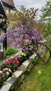 Zahrada ubytování B&B Hotel Elselina