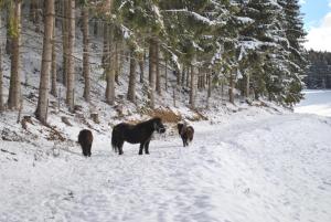 Zvieratá na farme alebo blízkom okolí