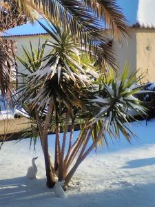 a bird is standing next to a palm tree at ANGEL STUDIOS in Nea Vrasna