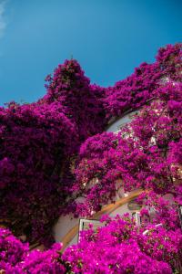 a large group of flowers on top of a tree at Positano Art Hotel Pasitea in Positano