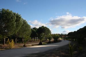 un camino con palmeras a un lado en Monte Macário Alojamento Local, en Coruche