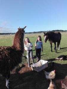 Animales en el lodge o alrededores