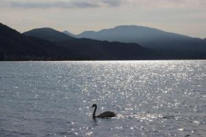 a white swan swimming in the middle of a body of water at Hotel Millennium in Locarno