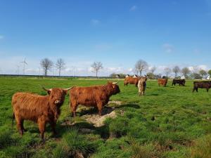 uma manada de vacas castanhas num campo em Biolandhof Dorn Highlander vom Elbdeich em Nordleda
