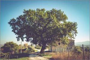 un gran árbol en medio de una carretera en Agriturismo Colle Tripio, en Guardiagrele
