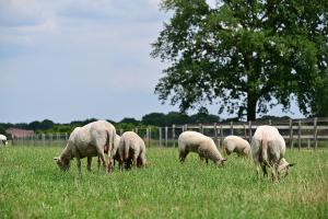 Imagen de la galería de De Lakenvelder B&B Eersel, en Eersel 22 fotos más