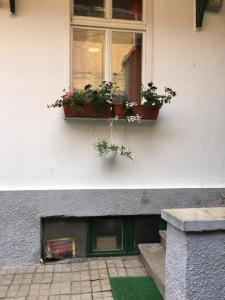 ein Fenster mit Topfpflanzen an der Seite eines Gebäudes in der Unterkunft House Centrul Istoric in Sibiu