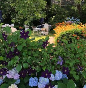 um jardim com flores e cadeiras roxas e azuis em Queen Anne Inn em Chatham