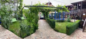 多亞馬伊的住宿－Casa Ciobi，花园中种满了葡萄藤
