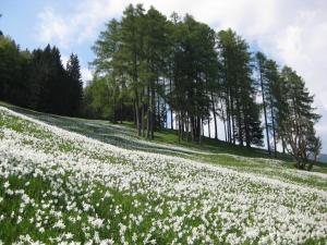um campo de flores brancas numa colina com árvores em Apartma Podlogar Golica Triglav em Jesenice