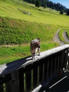 a cat standing on the edge of a bridge at Almhaus Margit in Ebene Reichenau