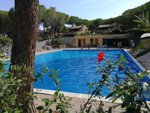 a blue swimming pool with a tree in the foreground at Villetta graziosa sul mare in Forte Village