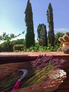 A garden outside Agriturismo Podere Le Palaie