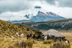 a group of horses standing in front of a mountain at The Secret Garden Cotopaxi in Hacienda Porvenir