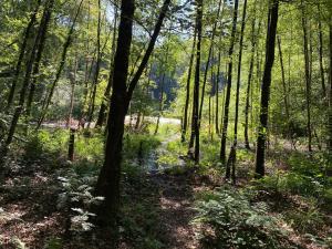 una zona boscosa con un arroyo en un bosque en The Farmer's Daughter, en Venray