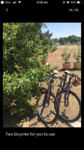 Dos bicicletas están estacionadas junto a un árbol. en White Croft Cottage en Ross