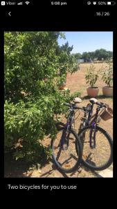 two bikes are parked next to a tree at White Croft Cottage in Ross