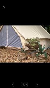 a couple of potted plants in front of a tent at Into the Green Glamping- Beech in Markt Nordheim
