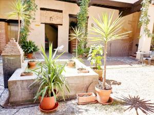a group of potted plants in front of a building at Abadia Suites in Granada