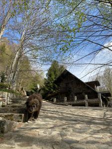 Ein Hund, der vor einem Haus eine Treppe hinuntergeht in der Unterkunft Pensiunea Lac in Arefu