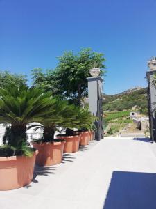 a row of potted plants on a walkway at Dela in Hvar