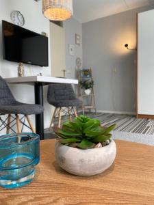 a plant sitting on a table in a living room at Texelheerlijk 10 in De Koog +5 photos