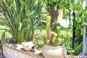 una planta de cactus en una gran olla en un jardín en Villa Faro, en Capo Vaticano
