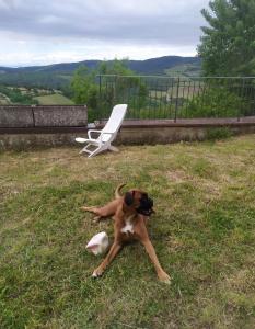 a dog laying in the grass with a frisbee at Camere e Appartamenti Baldini Romanita in Radda in Chianti
