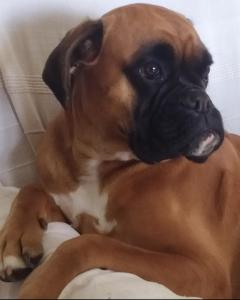 a brown and white dog laying on a bed at Camere e Appartamenti Baldini Romanita in Radda in Chianti