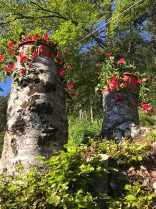 two trees with flower pots on top of them at Agriturismo La Rosa Spina in Fivizzano