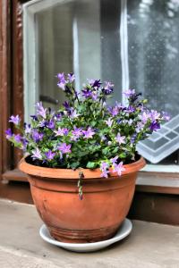 un pot de fleurs violettes assis devant une fenêtre dans l'établissement Afrodité Apartmanok, à Eger
