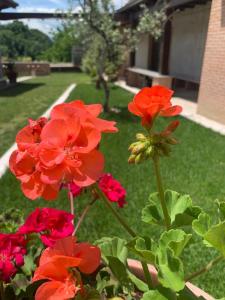 un groupe de fleurs rouges dans une cour dans l'établissement La collina su Ascoli, à Ascoli Piceno