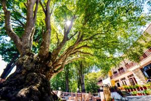 Fotografie z fotogalerie ubytování Hotel Hani Zisi v destinaci Chania