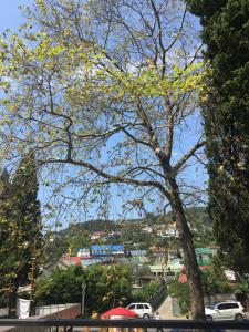 un arbre à feuilles jaunes dans une rue de la ville dans l'établissement Guest House Berezhok, à Loo