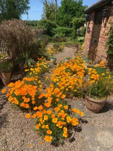 un jardín con flores naranjas y amarillas en un patio en Shirley Lane, en Ashbourne