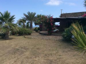 un cortile con palme e una casa di Dammuso degli Ulivi a Pantelleria