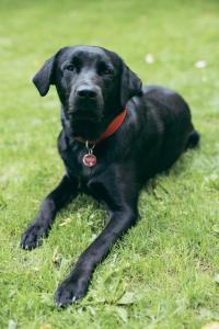 a black dog laying on the grass in the grass at LIHO - einfach Lübeck in Lübeck