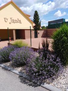 um jardim de flores roxas em frente a um edifício em Ubytování U Janča em Lednice