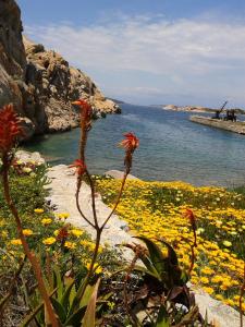 a field of flowers next to a body of water at La Maddalena Apartment in La Maddalena